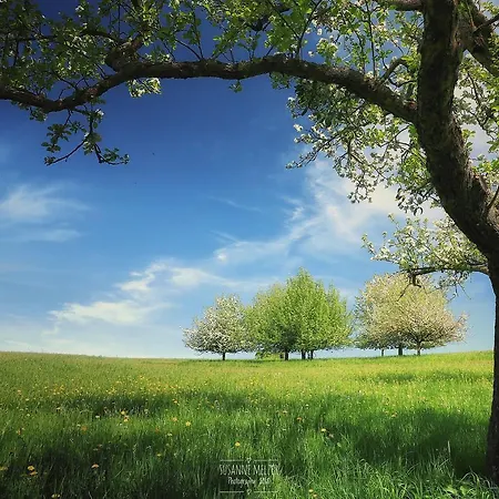 Lejlighed Ferienwohnung Moerlenbach *