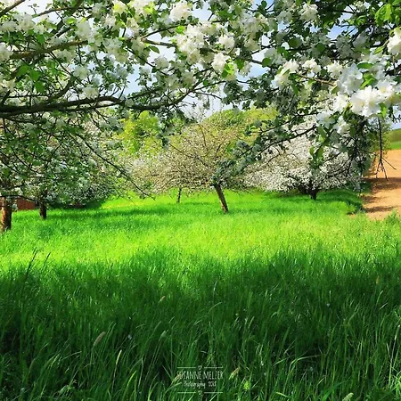Lejlighed Ferienwohnung Moerlenbach Mörlenbach