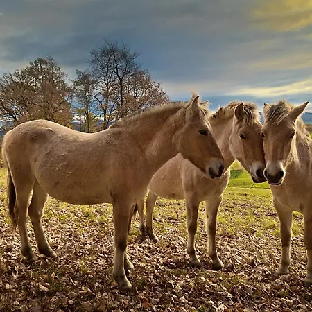 Ferienwohnung Moerlenbach *
